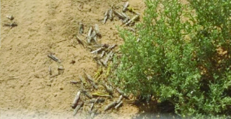 سرب من الجراد الصحراوي (مكة)