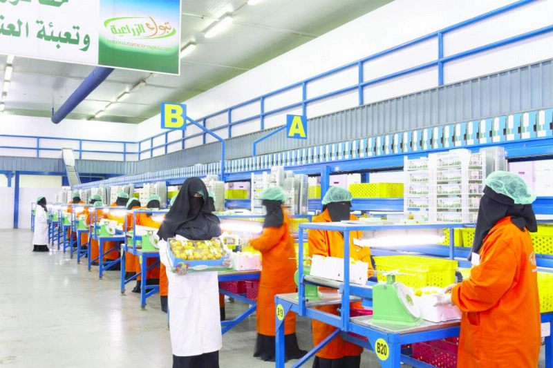 سيدات يعملن في شركة زراعية (مكة)