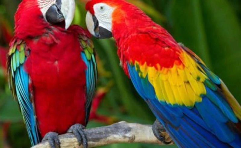 scarlet-macaws-xlarge-728x300