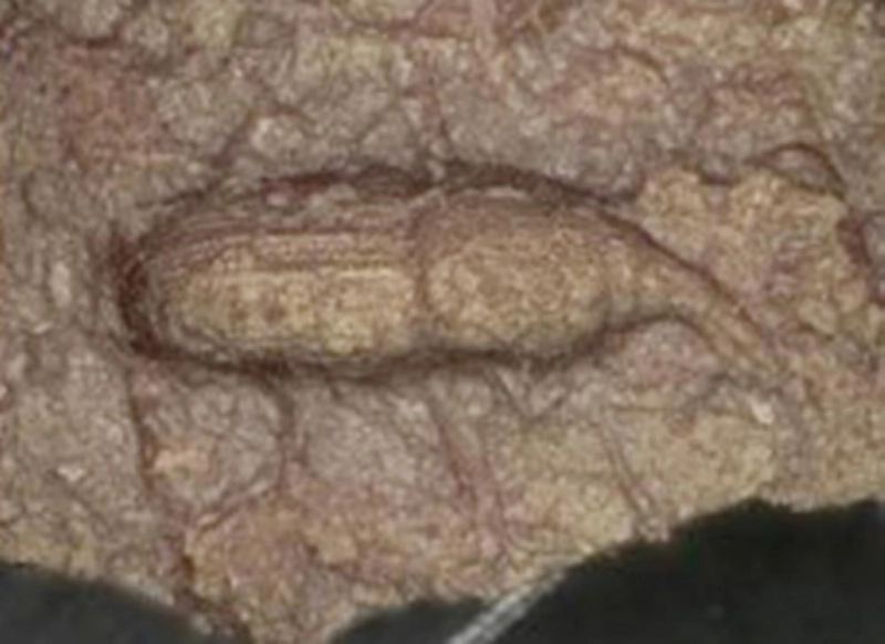 الوعاء الفخاري (Science Daily)