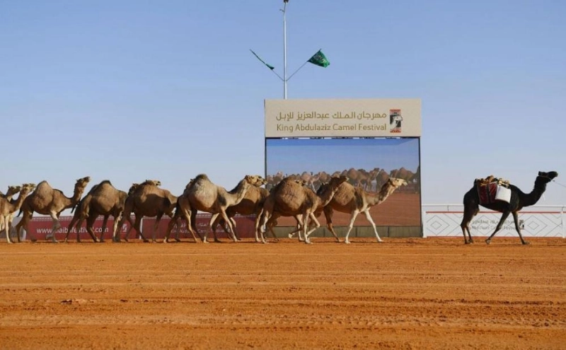 من فعاليات مهرجان الملك عبدالعزيز للإبل (مكة)