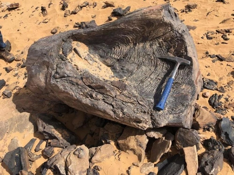 الأحفورة المرشدة للطحالب (واس)