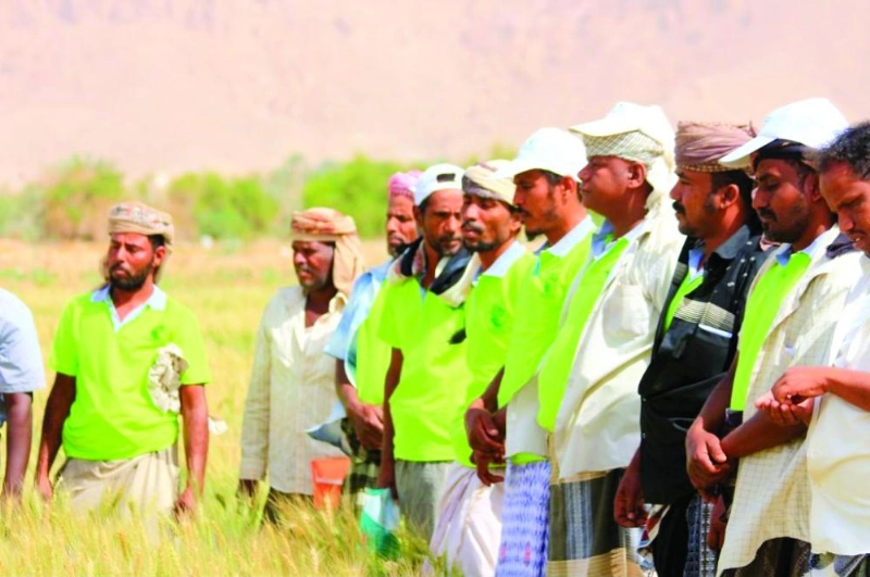 مزارعون يمنيون وسط مزارع للقمح (واس)