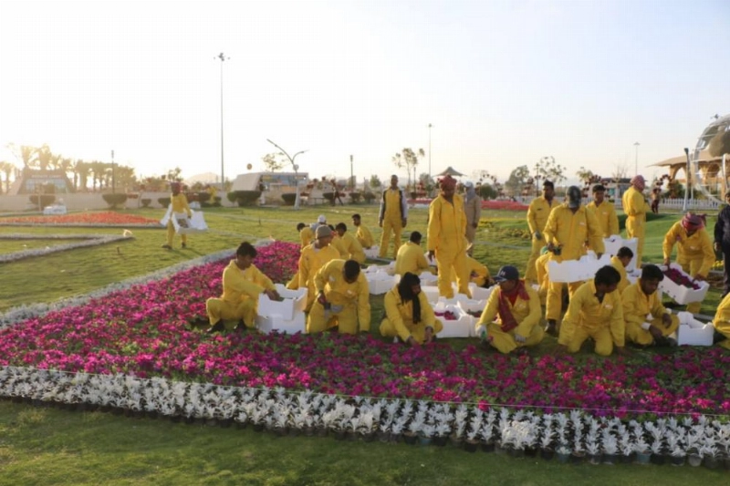 بدء تنفيذ سجادة الورد الطائفي (مكة)