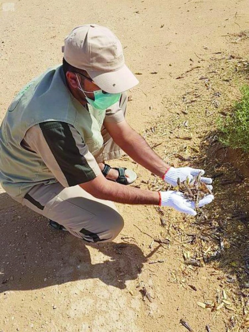 احد مواقع تكاثر الجراد (مكة)