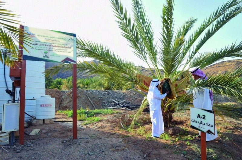 عملية التكميم بإحدى المزارع (مكة)