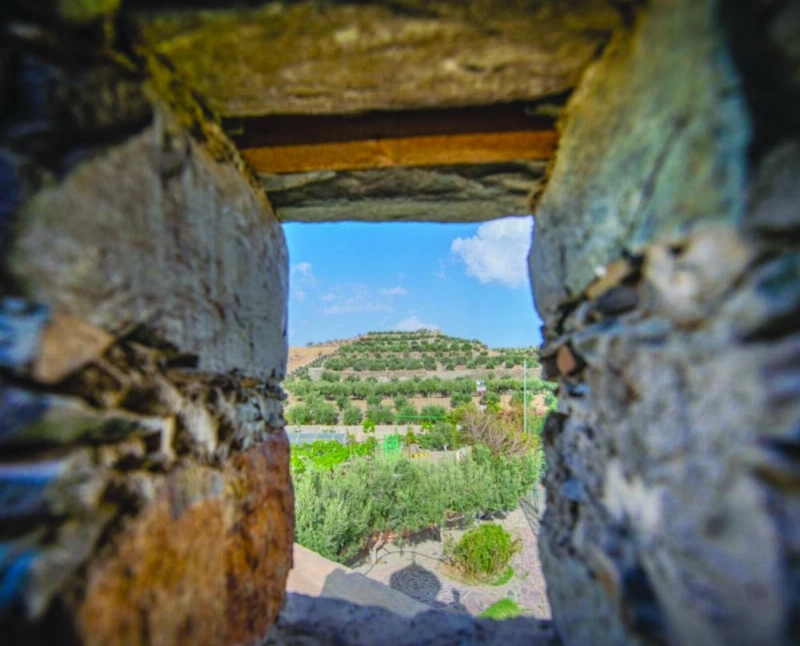 مزرعة الزيتونة كما بدت أخيرا (واس)