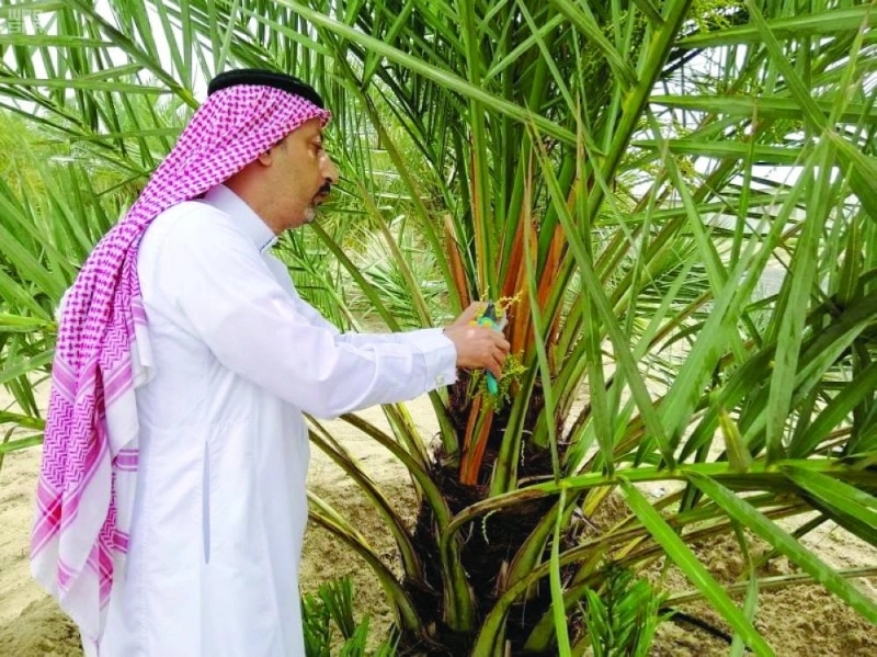تلقيح نخلة بالأحساء (مكة)