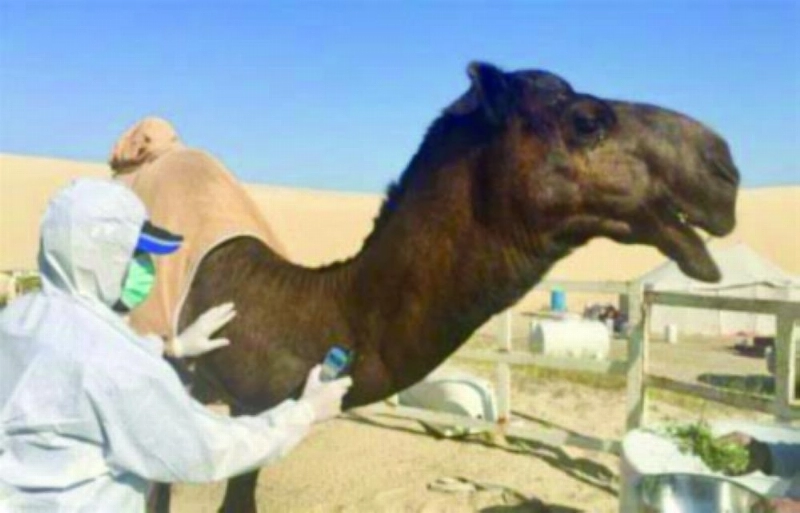 من عملية ترقيم الإبل (مكة)