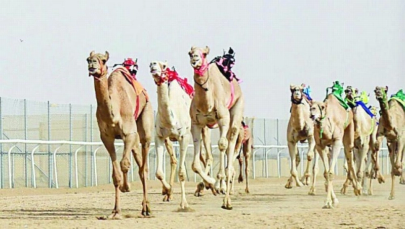 جانب من النسخة الأولى لمهرجان الهجن (تويتر)