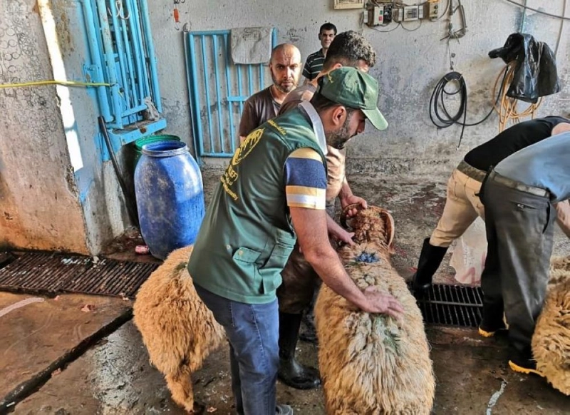 فريق مركز الملك سلمان خلال ذبح الأضاحي