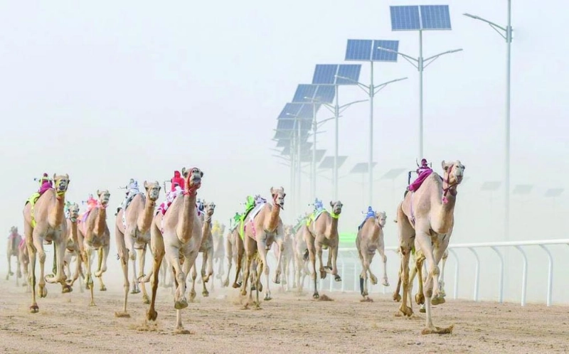 جانب من سباقات الهجن صباح أمس (هيئة الرياضة)