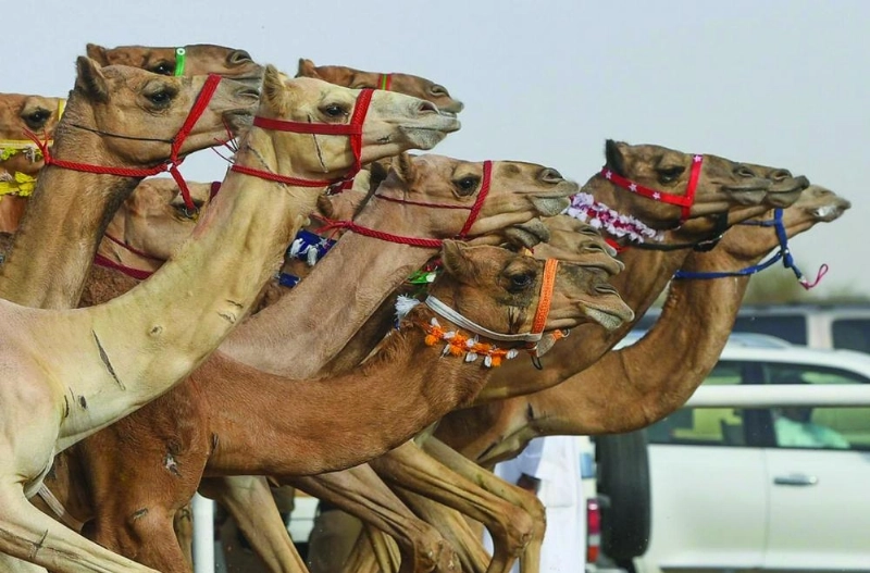 جانب من الأشواط السابقة بمهرجان ولي العهد للهجن (واس)