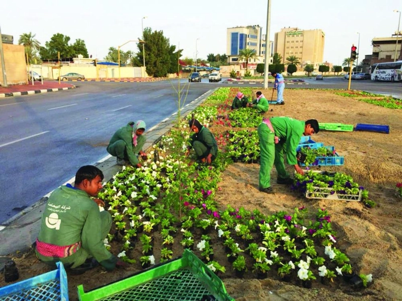 عمالة تعتني بالشتلات في شوارع القطيف (مكة)
