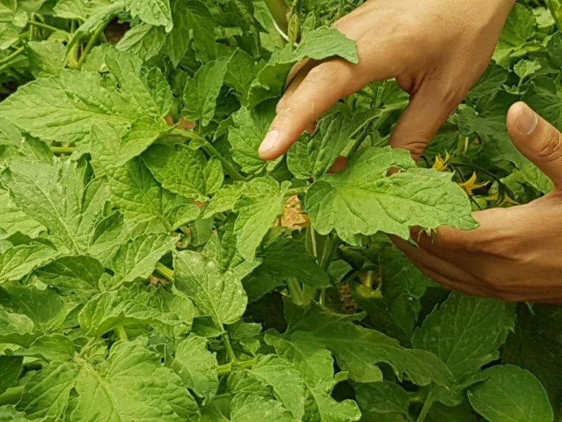 جمع عينات من مزرعة (مكة)