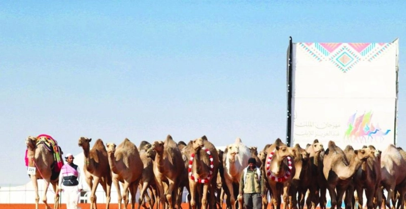الإبل تستعد للانطلاق (إعلامي سباق الإبل)
