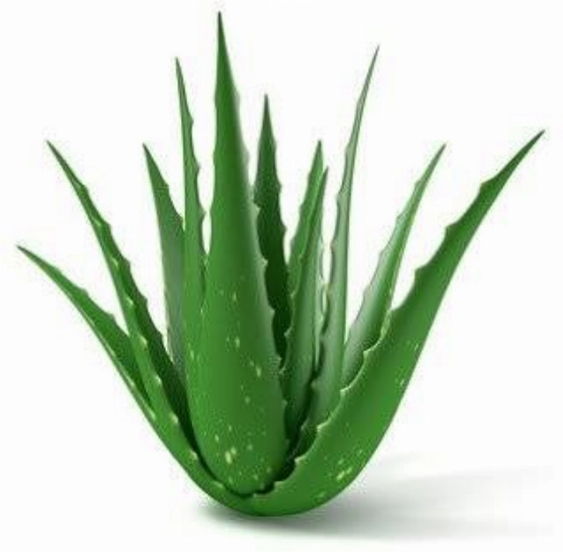 الألو فيرا سلاحك لتنقية الهواء داخل المنزل (د ب أ)