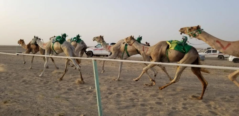 جانب من سباقات الهجن (تويتر)
