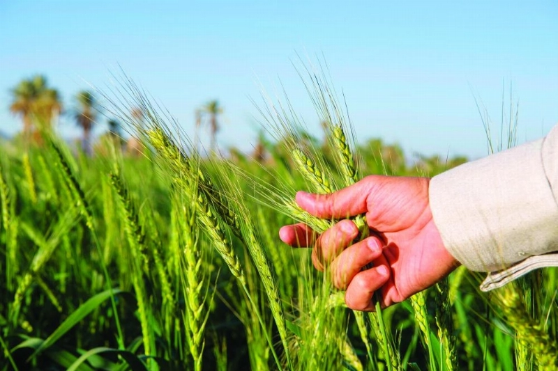 مزارع قمح في نجران قبيل الحصاد (واس )