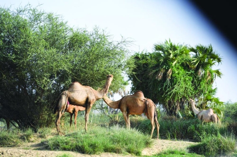 مركز عتود جمع بين جمال طبيعة البر والبحر (واس)