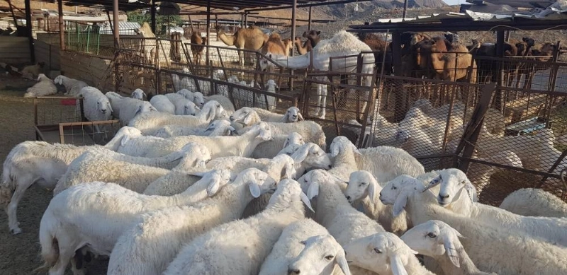 أغنام في سوق الأنعام (مكة)