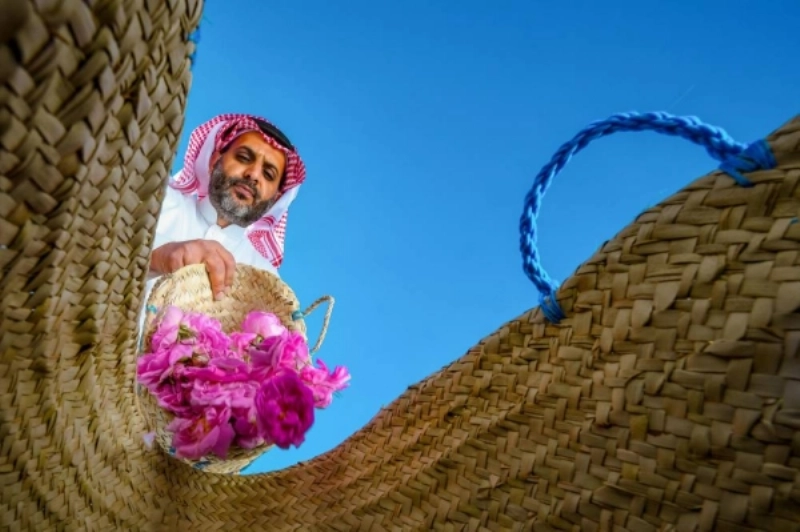 مزارع يجمع الورد بعد قطافه (مكة)