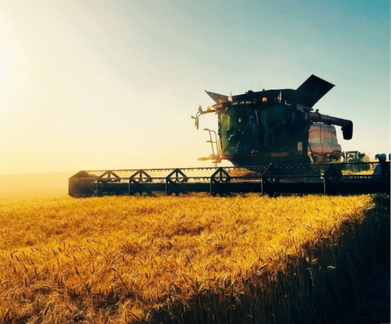 إحدى مزارع القمح في الخارج (مكة)