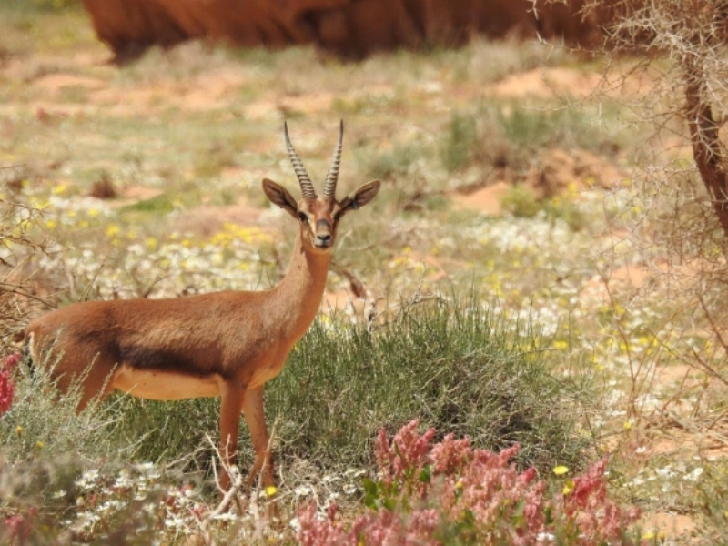 استراتيجية لإعادة توطين النمر العربي في محمية شرعان الطبيعية في العلا