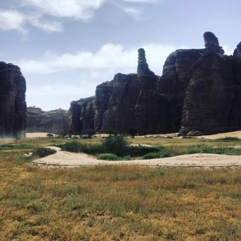 استراتيجية لإعادة توطين النمر العربي في محمية شرعان الطبيعية في العلا