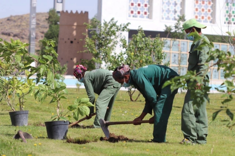 من زراعة الأشجار في حدائق الطائف (مكة)