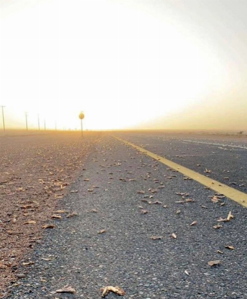 مجموعة من الجراد الصحراوي بعد القضاء عليها (مكة)
