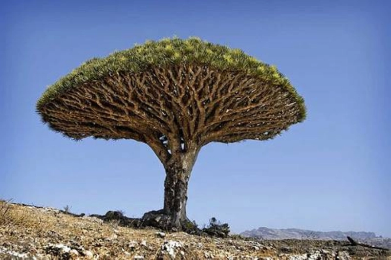 شجرة دم الأخوين (مكة)
