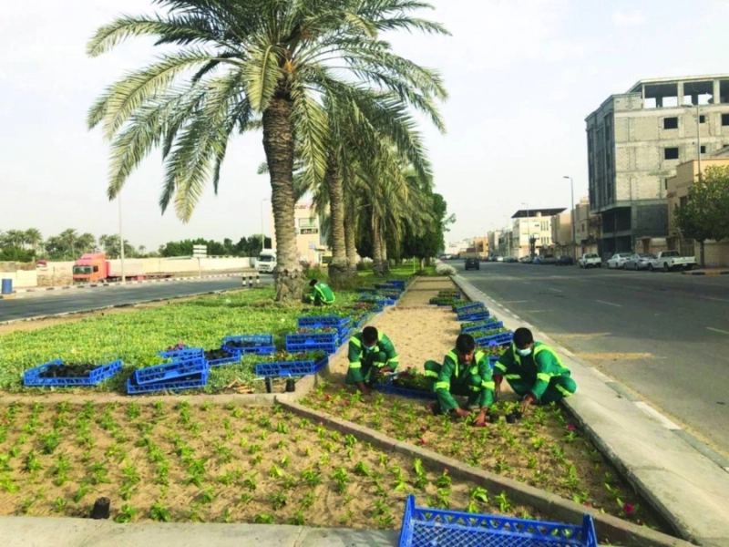 من عملية زرع الشتلات (مكة)