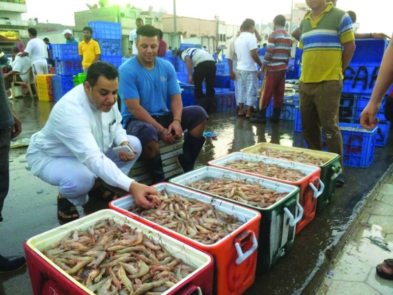 عرض كميات من الروبيان في السوق خلال الموسم السابق (مكة)