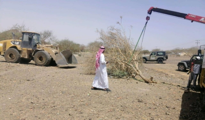 تأهيل الأشجار المتضررة بالمدينة المنورة (مكة)