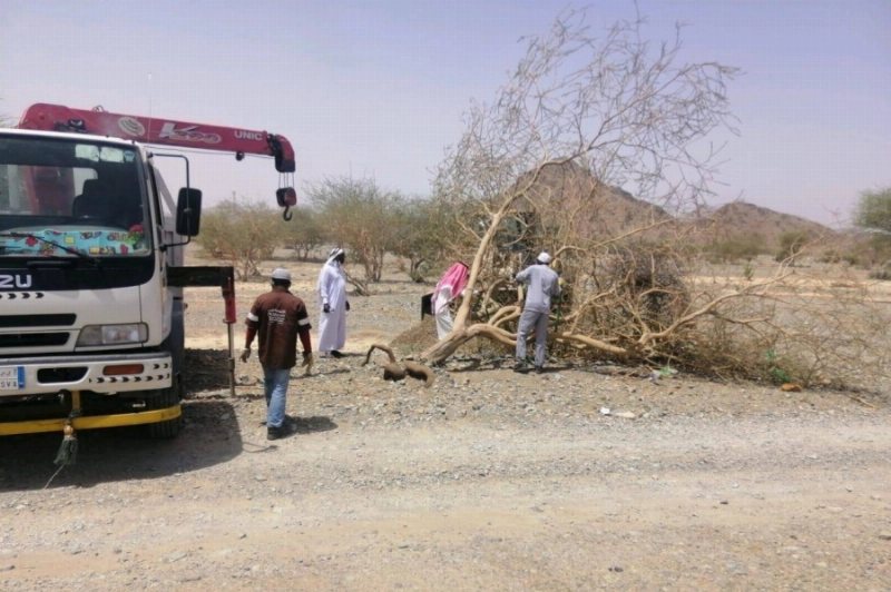تأهيل الأشجار المتضررة بالمدينة المنورة (مكة)