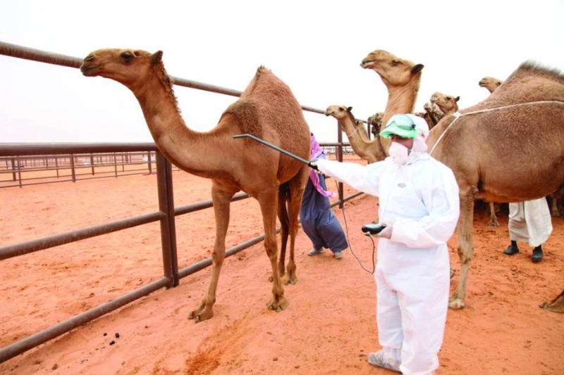 جانب من عملية ترقيم الإبل (مكة)