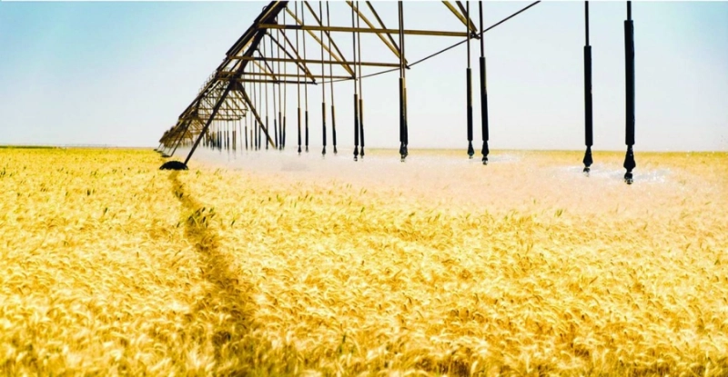 مزارع قمح (مكة)