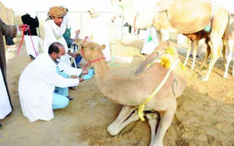 من عملية ترقيم الإبل (مكة)