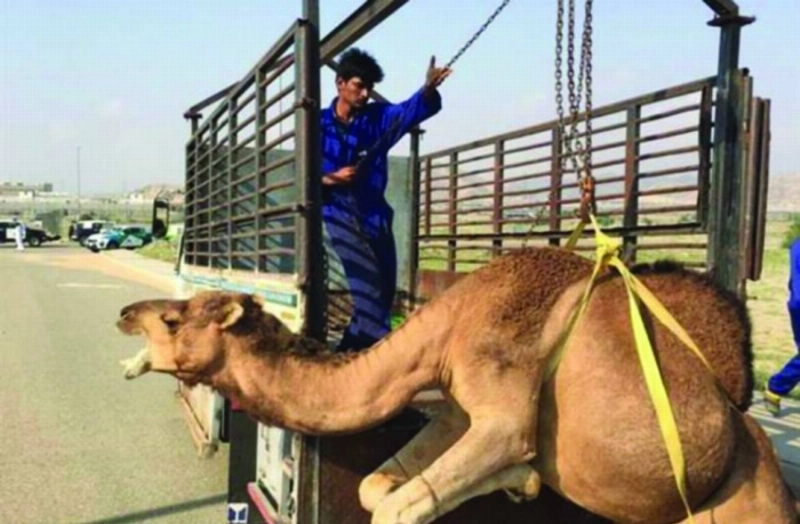 من أعمال إبعاد الإبل السائبة (مكة)