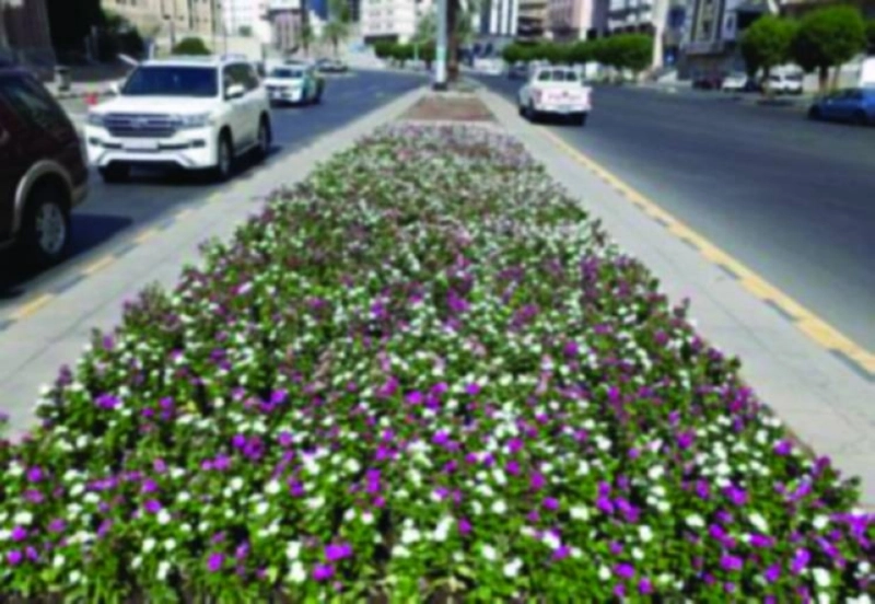 الزهور كما بدت على الطريق (مكة)