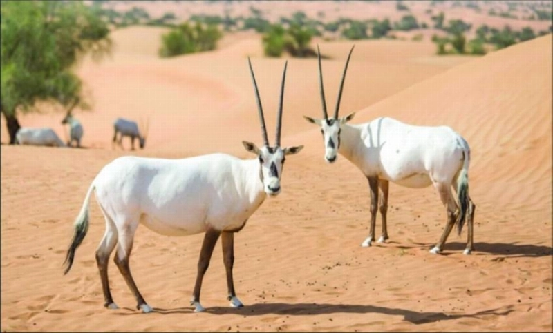 البيئة منعت صيد المها العربي (مكة)