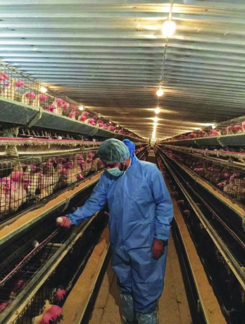 مشروع دواجن (مكة)