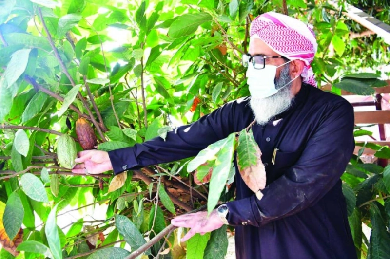 جبران المالكي يعتني بأشجار الكاكاو في مزرعته (مكة)