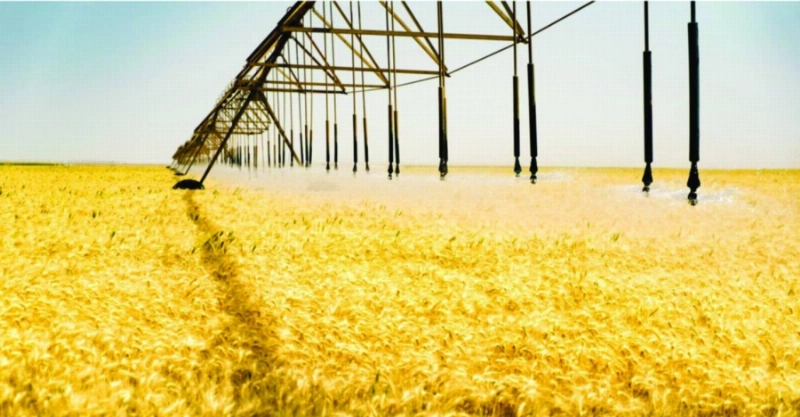 مزارع قمح (مكة)