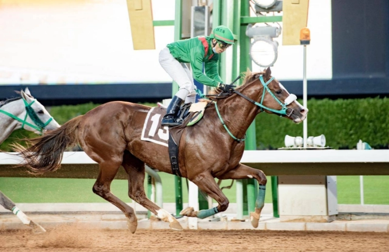 تقديرية سباقات الخيل مع المرشح "مايبول" والطامحة "شالعة"