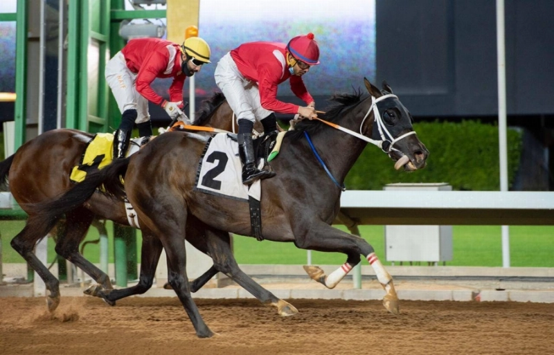 سباقات الخيل
