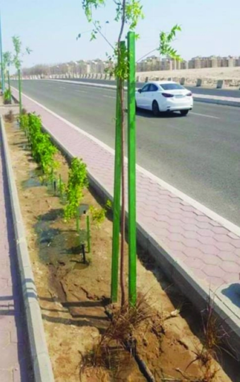 من أعمال التشجير (مكة)
