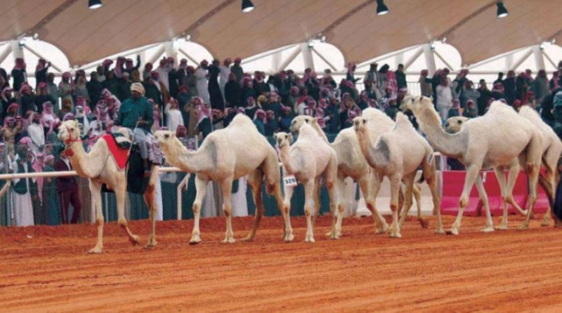 من مهرجان الإبل (مكة)