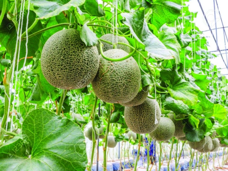 منتجات زراعية في أحد البيوت المحمية (مكة)